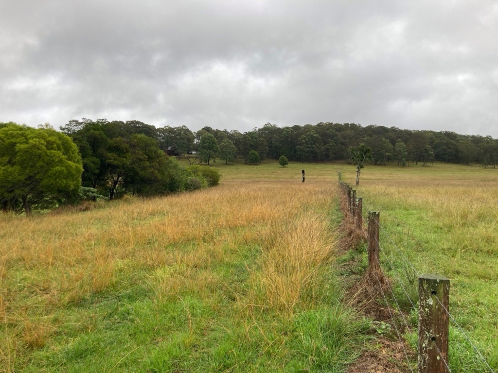 Ratstail grass killed using a Redback Weedwiper.
