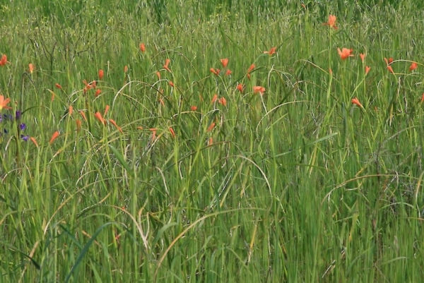 Cape tulip