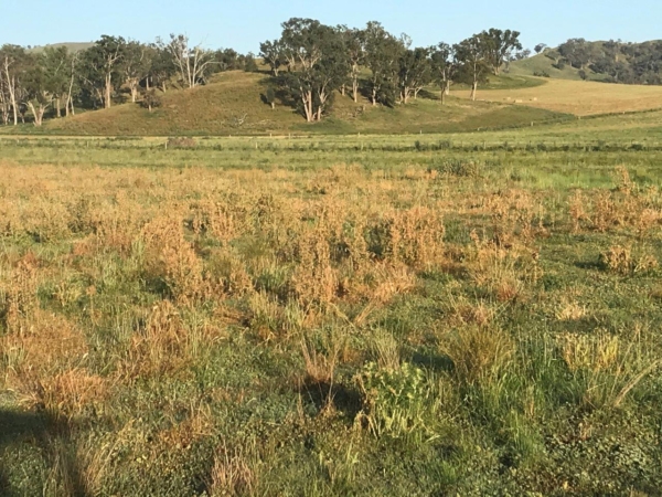 Thistle control Australia