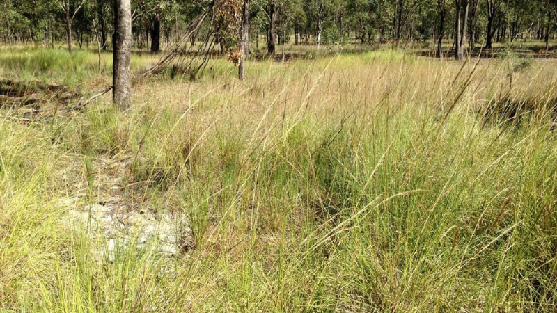 Wayne Vogler - Giant Rats Tail grass photos 3