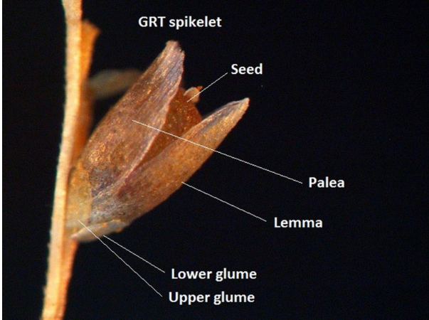 Wayne Vogler - Giant Rats Tail grass photos 4