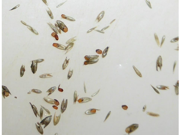 Wayne Vogler - Giant Rats Tail grass photos 5