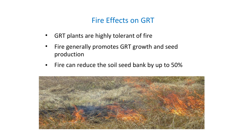 Wayne Vogler - Giant Rats Tail grass – Fire effects on GRT