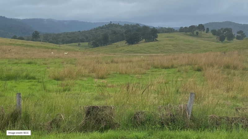 Wayne Vogler - Giant Rats Tail grass taking over
