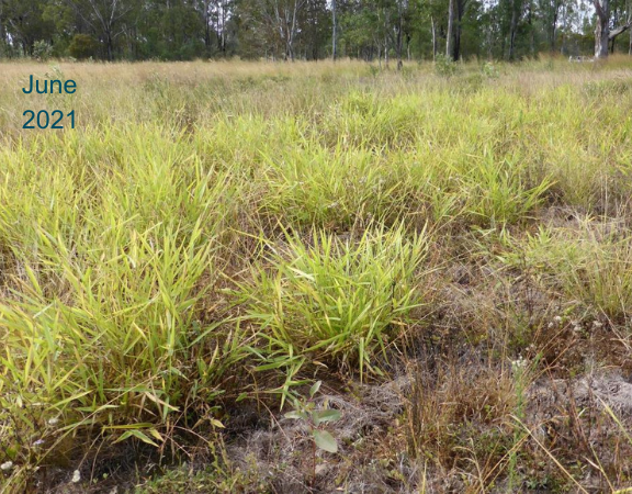 Wayne Vogler - Dead GRT update 1