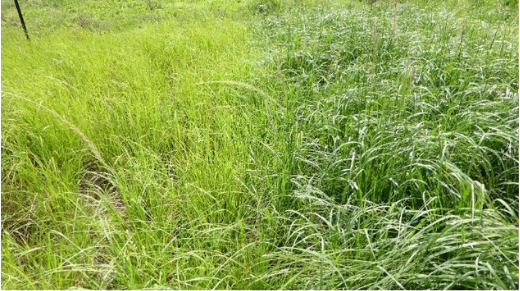 The visual difference between no fertiliser (light green) and DAP