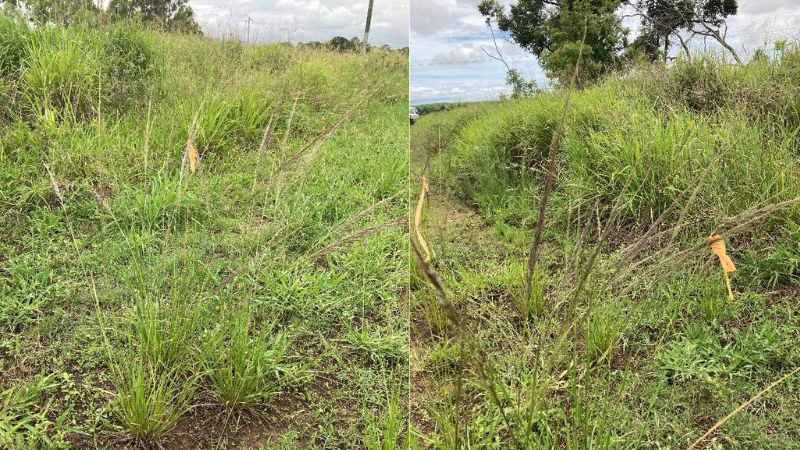 Wayne Vogler - Giant Rats Tail grass photos