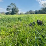 REDBACK Triangle & Chain ATV Harrows photo review